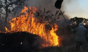 Orplana estima prejuízo de R$ 800 mi para produtor com 100 mil hectares queimados