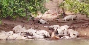 Pescadores encontram dezenas de bois mortos e atolados às margens do Rio Taquari