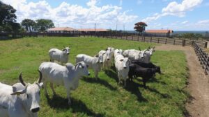 Premiação indica fazendas mais produtivas e sustentáveis do Brasil