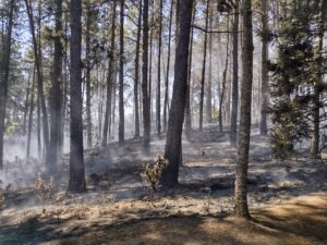 Produtores paulistas sofrem com destruição na cana e no seringal causada pelos incêndios