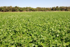 Uso de bactérias em feijão melhora crescimento e saúde das plantas