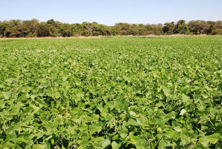 Uso de bactérias em feijão melhora crescimento e saúde das plantas