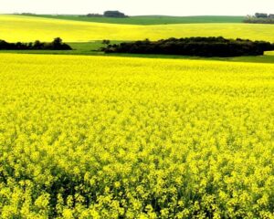 Ventos intensos no RS causaram acamamento nas lavouras de canola