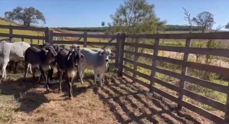 Você viu? Vaca Guzonel e touro Angus PO é uma boa escolha para o norte de Minas?