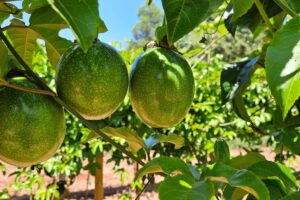 Agrônomo aponta técnicas ideais de irrigação na fruticultura