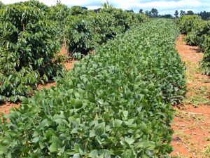 Café: chuvas em outubro garantem abertura de floradas