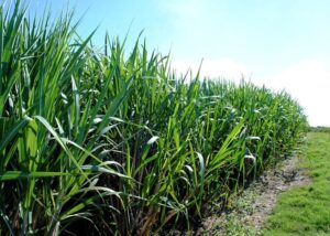 canavial - cana-de-açúcar - herbicidas