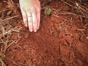 Confira como está o plantio da soja no Paraná