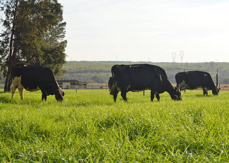 Fazendas removem mais carbono do que emitem, revela pesquisa no Brasil e Uruguai