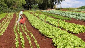 Governo de SP solicita mais de R$ 1 bi da ONU para investimento em agricultura familiar