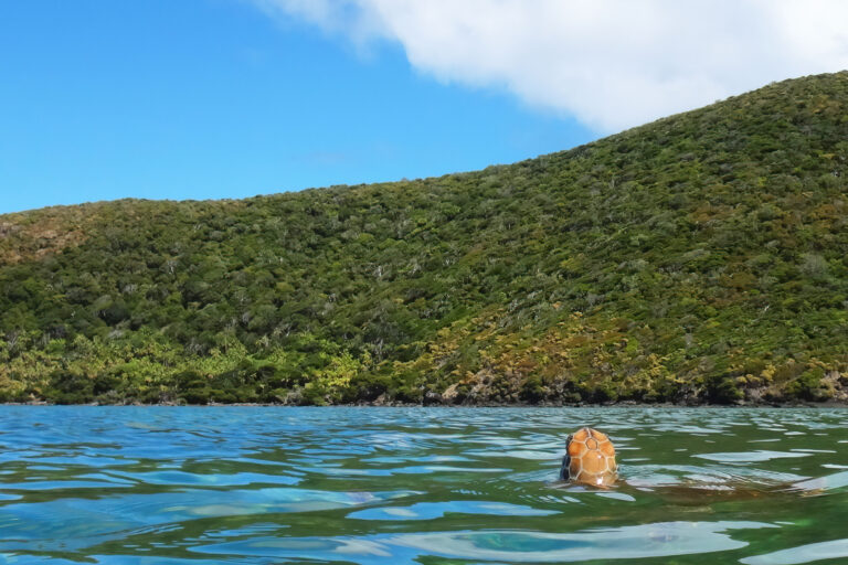 tartaruga-marinha-lord-howe