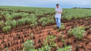 MT: quais são as estratégias dos produtores da soja diante das queimadas na região?