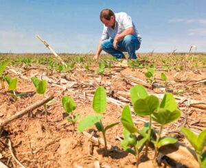 Plantio da soja no Paraná: expectativas e projeções