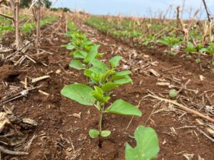 Plantio de soja tem maior avanço semanal da história de Mato Grosso, diz Imea