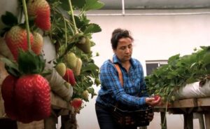 Produtora de morango aumenta produção em 50% com apoio de engenheira agrônoma