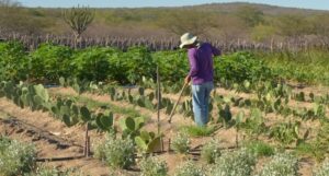 Projeto que prevê crédito para agricultura familiar na região do Marajó é aprovado