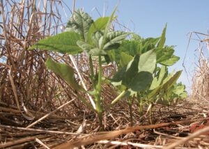 Sistema de plantio direto comemora 50 anos com 32 milhões de hectares semeados no Brasil