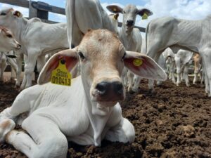 ‘Cuidado com o umbigo do bezerro é essencial para evitar infecções’, alerta especialista