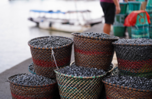 Abelhas sem ferrão ajudam a aumentar produtividade de açaí em até 70%