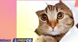 CCZ amplia oferta de vagas para castração de gatos na Capital com atendimento presencial