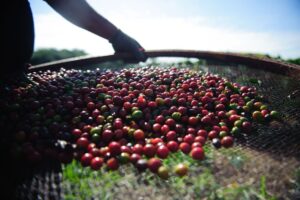 Café: preços do arábica voltam a subir com força