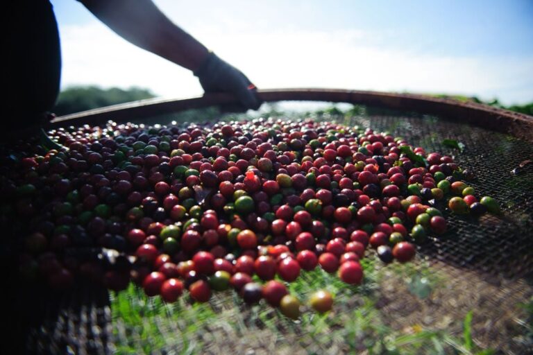 Café: preços do arábica voltam a subir com força