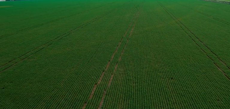 Como os produtores da soja de Mato Grosso lidam com as dificuldades na semeadura?