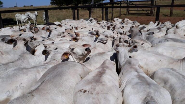 Focos de raiva bovina aumentam no Paraná e se alastram por 45 municípios