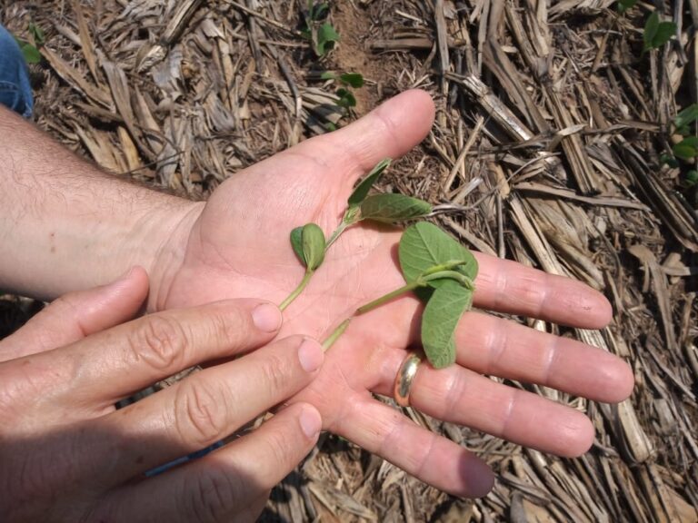 No coração do agro: Nova Mutum (MT) aposta em tecnologias avançadas para o plantio da soja