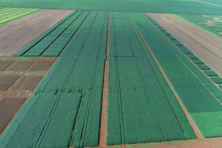 Plantio da soja em Mato Grosso é concluído