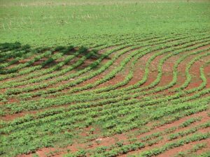 Plantio da soja em Rio Verde (GO) avança e atinge mais de 80% de área