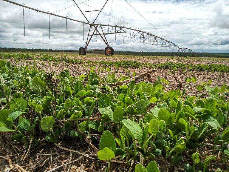 Plantio da soja no oeste da Bahia: ritmo acelerado e tempo favorável