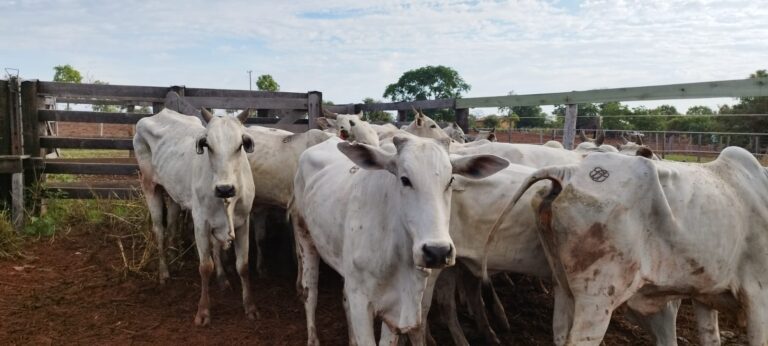 Polícia Civil de Coxim recupera 34 cabeças de gado furtadas em operação no Pantanal