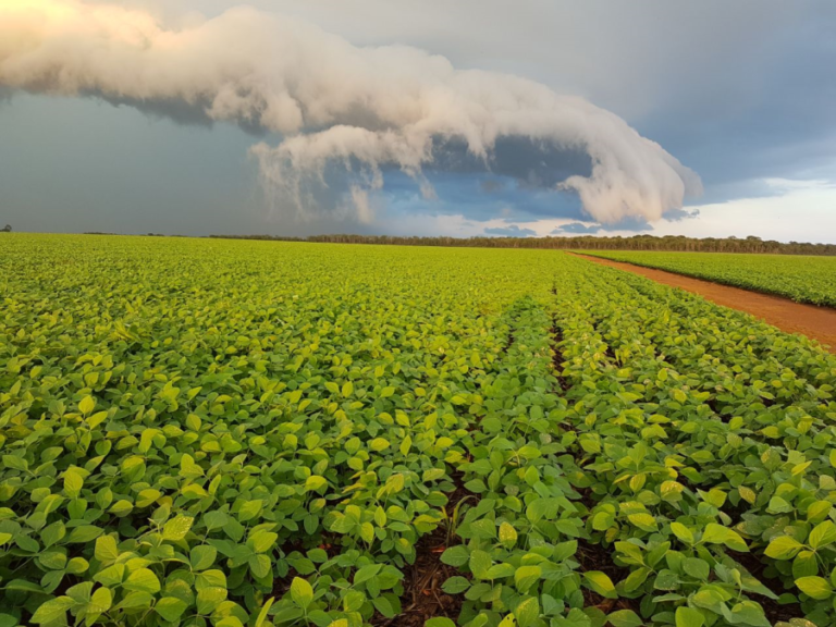 Qual o cenário atual do plantio da soja em Mato Grosso?