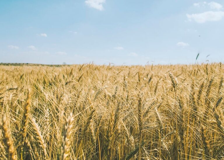 Trigo: cereal recua em outubro, mas segue em níveis acima dos de um ano atrás