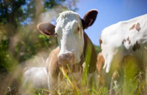 ‘Investimento em conforto das vacas é estratégia que se paga’, diz especialista em pecuária