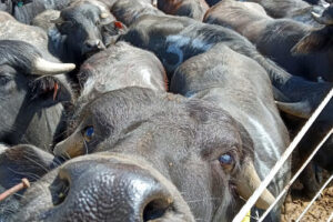 Brasil conquista mercado no Egito com exportação de carnes e miúdos de búfalo