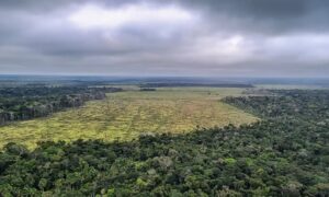 desmatamento na Amazônia