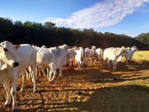 CNA discute mercado de carbono e rastreabilidade de animais