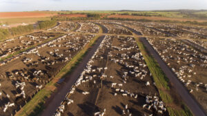 Confinamento de bovinos: intenção cresce 17,9% no país, aponta Confina Brasil 2024