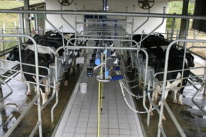 Cuidados no período de transição aumentam saúde e produtividade de vacas leiteiras