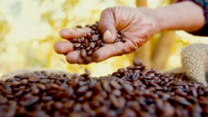 Exportação total de café em novembro cresce 22%