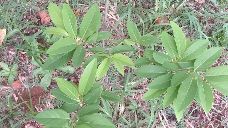 A Annona squamosa já é usada em diversos países com fins medicinais e é empregada na medicina popular para tratar dor e artrite substâncias