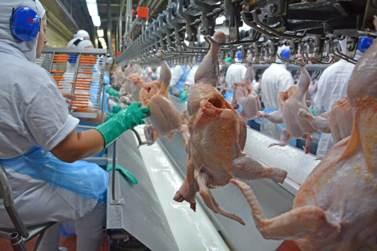 Frango: produção sólida e alta do dólar contribuem com o desempenho do setor