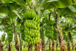 Fungo inova no controle de pragas da banana e reduz uso de agrotóxicos