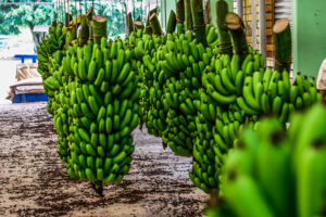 Luiz Alves em Santa Catarina conquista IG pela produção de banana