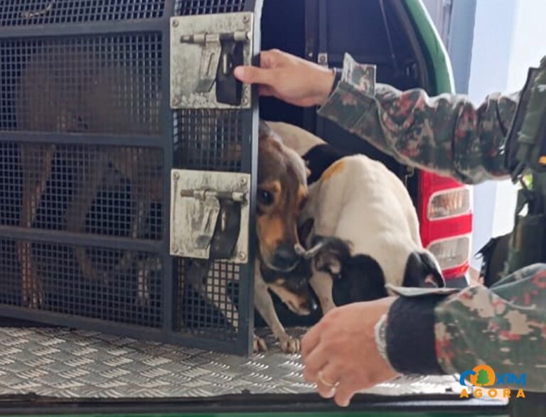 Maus-tratos a animais em Coxim: PMA autua morador no bairro Senhor Divino