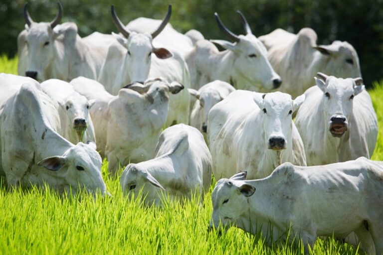 Preços do boi gordo não mostram disposição para novos avanços; veja cotações