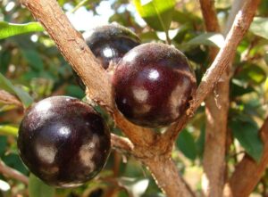 jabuticaba - jaboticaba