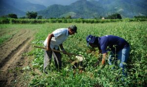 Projeto amplia área para enquadramento de agricultor no Pronaf